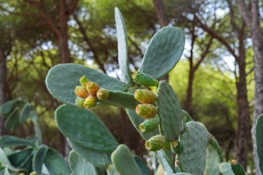 Prickly pear cactus closeup with green pads, sharp golden spines and with fruits in woodland forest. Lush opuntia plants in summer Italy, nature under sunlight