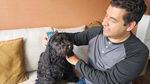 Adult man hands use a brush to groom his black dog, maintaining hygiene, removing dead fur and preventing skin problems