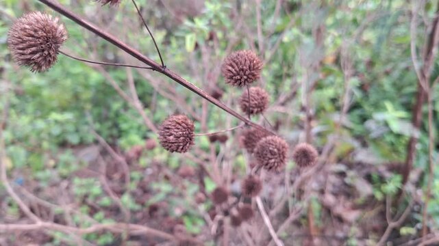 Dried wild Hyptis suaveolens flower heads on thin branches in natural outdoor garden environment