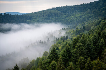 Mgła, góry, Malnik, Beskid Sądecki, lato © Maciej G. Szling