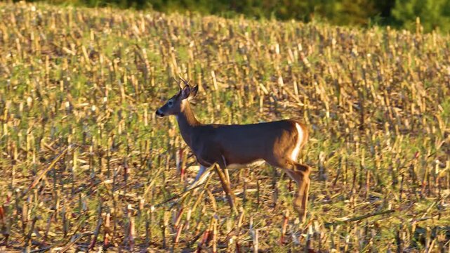 Whitetail buck grazes then walks through harvested cornfield in fall