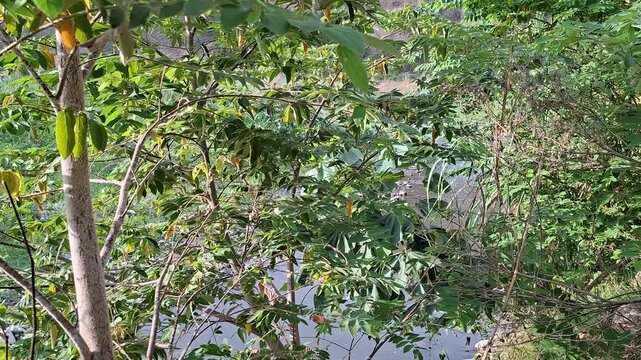 Agua de arroyo corriendo hacia abajo en medio del follaje verde