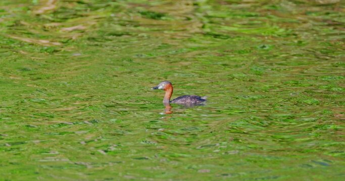 Little grebe swimming through green algae-covered pond water, Tachybaptus ruficollis in natural habitat, wildlife behavior, nature documentary , slow motion.