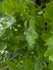 Quercus robur oak leaves with acorn or Fresh green oak foliage and young acorn close-up © AlMacro