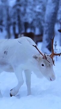 Beautiful rare white reindeer walking in deep snow in a winter forest
