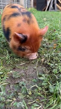 Cute tiny orange and black spotted mini piglet sniffing and walking on green grass in farmyard
