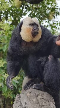 White-faced saki monkey sitting on tree stump being gently petted by human hand in lush green zoo enclosure