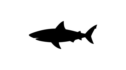 Fototapeta premium Silhouette of a great white shark swimming in the ocean.