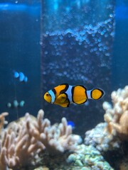 Coral reefs and fish © ASS
