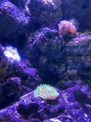 coral reef in aquarium © ASS