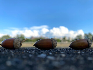 Three acorns against a blue autumn sky © 拓也 古田