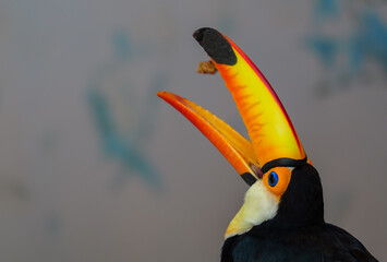 Toucan Eating Footage: Lively Moments of Tossing and Catching Food © Yf