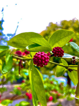 Loganberry on a branch