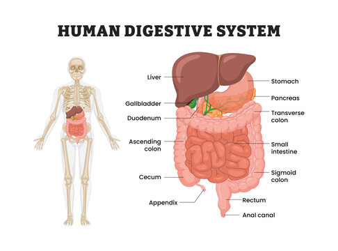 Human digestive system organs labeled diagram, medical poster design healthcare scheme. Liver, gallbladder, stomach, pancreas, duodenum, small intestine, colon, appendix, rectum, anal canal