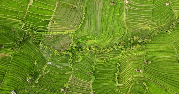 Jatiluwih rice terraces forming intricate green patterns and curves across the landscape, traditional Balinese agriculture, and sustainable ecosystem. Natural pattern background. Aerial top-down view