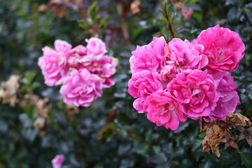 Fototapeta premium Pink Rose Flowers On Green Foliage