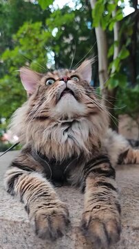 Majestic fluffy Maine Coon cat wearing harness looking up intently in natural outdoor light within this cinematic slow motion video footage capturing feline curiosity and grace