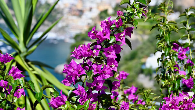 Bougainvillea Flowers in Bloom near Positano, Italy - Medium Close-up