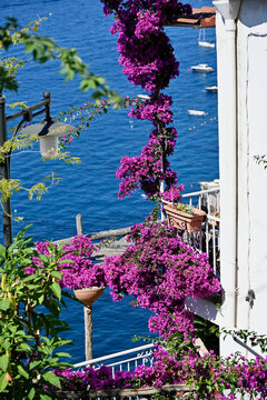 Bougainvillea Flowers in Bloom near Positano, Italy - Portrait on Tyrrhenian Sea