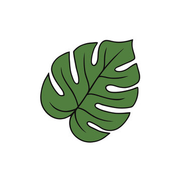 Green monstera leaf illustration