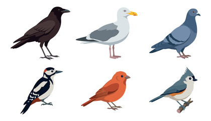 Obraz premium Vector collection of common city and forest birds flat icons isolated on a white background,