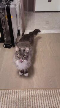 Maine coon cat stretching its body and yawning with an expressive face in this high definition motion clip showing natural feline behavior in domestic indoor setting