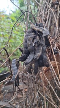 Dried Mucuna pruriens seed pods hanging on dead climbing vines in a natural rural agricultural environment