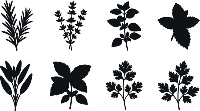Fresh culinary herbs black silhouette icon set featuring rosemary thyme oregano mint sage basil cilantro and parsley vector