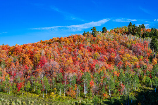 autumn landscape in the Uinta mountains in Utah