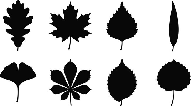Tree leaves black silhouette icon set featuring oak maple birch ginkgo chestnut willow and aspen leaves vector
