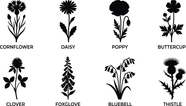 Wildflower black silhouette icon set featuring cornflower daisy poppy buttercup clover foxglove bluebell and thistle vector