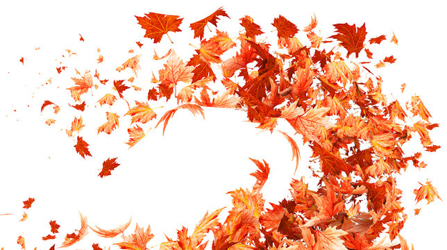 autumn leaves wind wave isolated - 3d rendering
