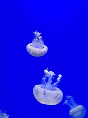 jellyfish in water © Sireetorn