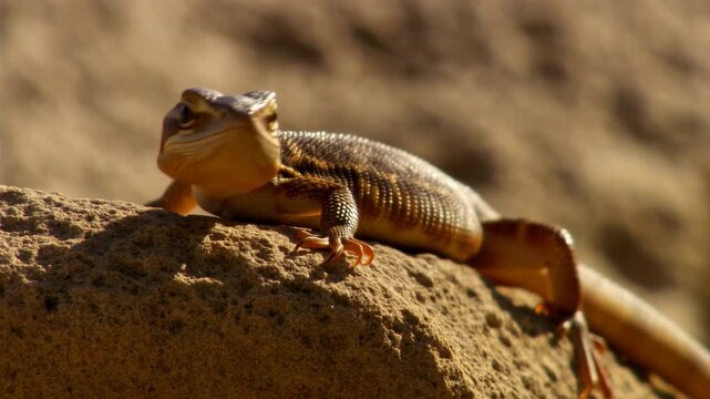 Brown lizard rests on sunlit rock and slowly turns its head toward camera, showing textured scales, prominent eyes, curved tail, and clawed feet against softly blurred dry terrain
