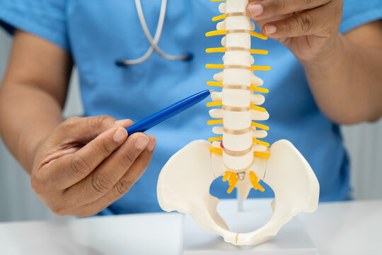 Doctor with lumbar vertebra bone skeleton and nerve model for treatment in the orthopedic department.