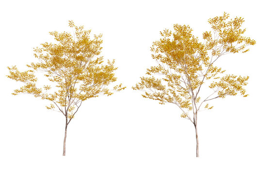 autumn tree isolated on white