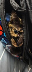 Close‑up of a tortoiseshell cat peeking out from a partially unzipped black bag. The intimate framing captures curiosity and comfort, making it ideal for themes of pet travel or companionship. © Johari