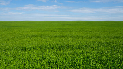 Obraz premium Grass Meadow Under a Bright Blue Sky with Soft White Clouds, Peaceful Natural Horizon