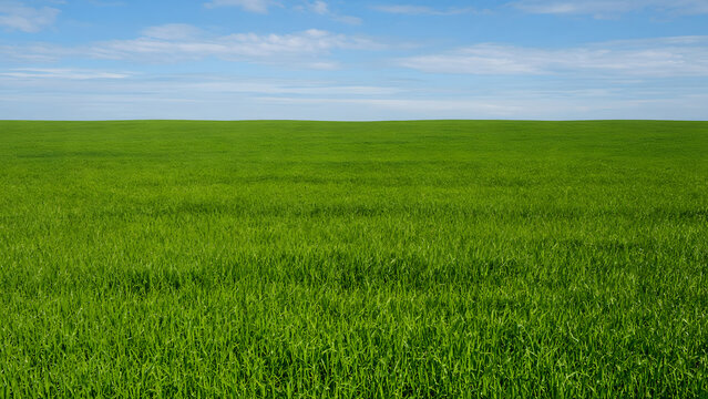 Grass Meadow Under a Bright Blue Sky with Soft White Clouds, Peaceful Natural Horizon