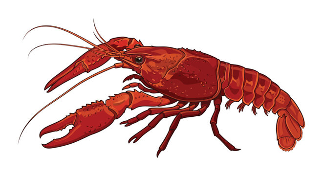Red crayfish illustration depicts a detailed crustacean with segmented exoskeleton