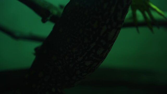 Cinematic pan up shot from the hind legs to the head of a massive monitor lizard (Varanus species), highlighting its powerful tail, scaly skin, long body, and reptilian eyes. The large liz