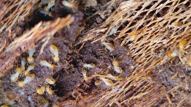 A termite mound structure with the texture of a decaying tree trunk. A cluster of termites set against a natural blurred background.