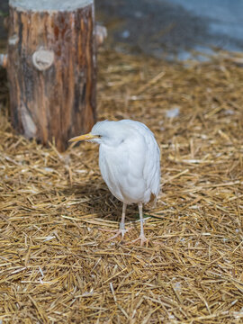 Western cattle egret (Bubulcus ibis) in winter plumage hunting for insects.