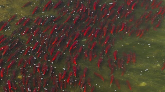 A top down view red sockeye salmon in the rivers of Katmai National Park, Alaska USA