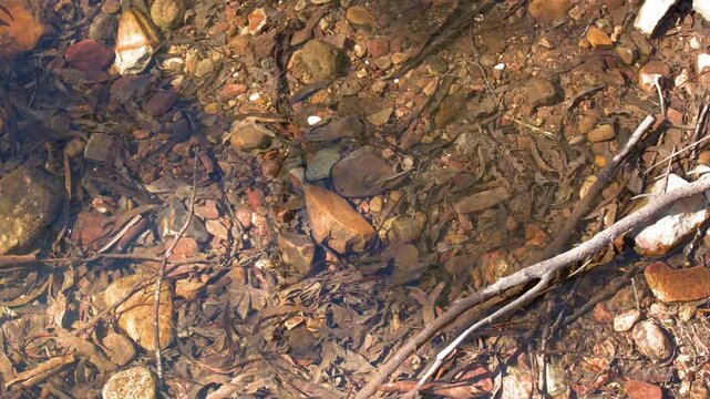 Clear Water Ripples Over Pebbled Riverbed and Submerged Branches