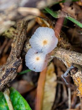 Fragile White Dapperling Mushrooms Growing in Tropical Leaf Litter