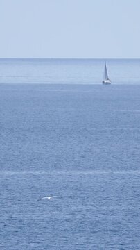 Distant Sailboat on Open Blue Sea with Seagull Flying