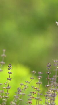 Wild Purple Sage Flowers Swaying in a Sunny Green Meadow