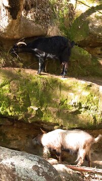 Two Goats Foraging on Rocky Ledge in Sunlight