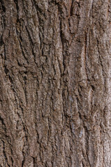 Fototapeta premium Rough Bark Texture Similar to Oak or Eastern White Pine Tree